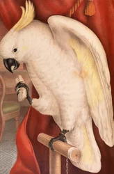Great Sulphur-Crested Cockatoo, Plyctolophus galeritus
